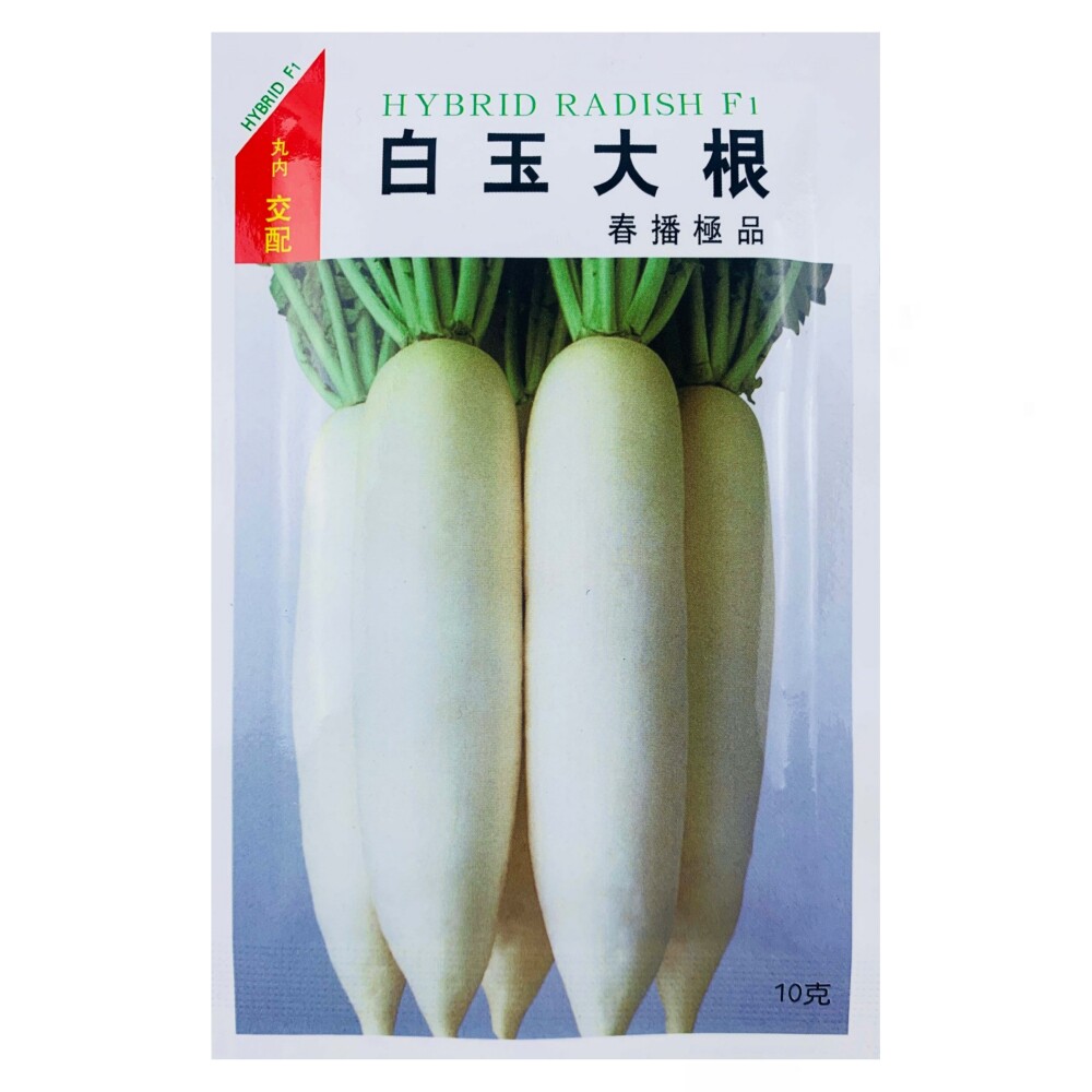 日本白玉大根白萝卜种子种孑白萝卜种籽四季秋季菜籽种蔬菜甜脆秋
