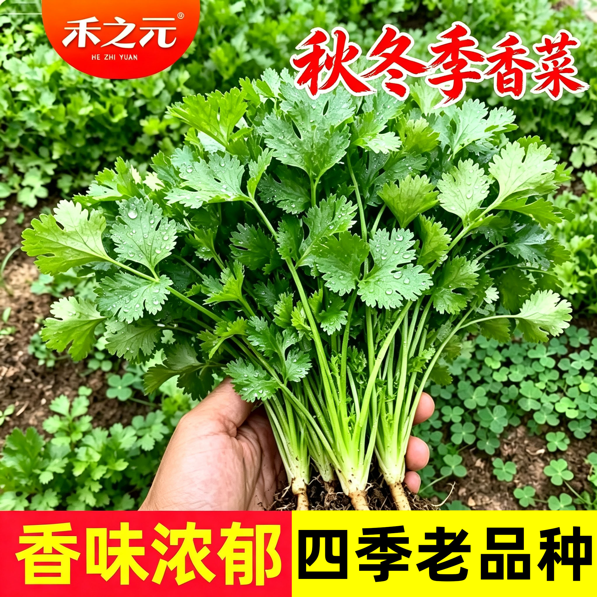 耐热香菜籽种四季老品种大全图片
