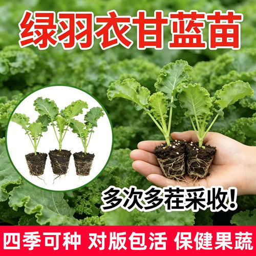 绿羽衣甘蓝苗带土发货苗壮易活