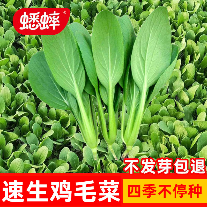 鸡毛菜种子上海大全阳台盆栽四季图片