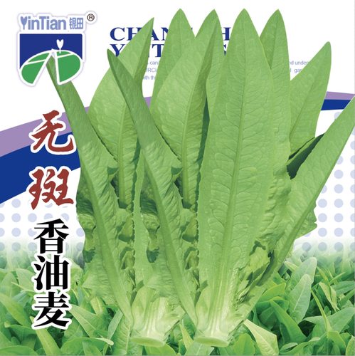 元斑香油麦菜籽种子香油麦
