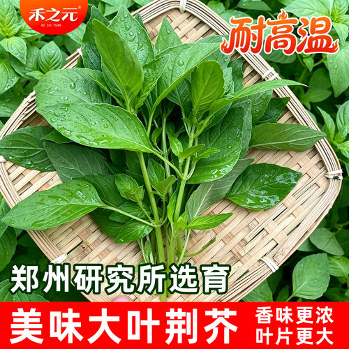 荆芥野菜盆栽种子蟋蟀四季调味