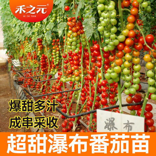 农家瀑布四季小西红柿番茄种子