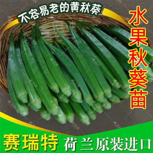 黄秋葵种子大全春季苗秧水果农家