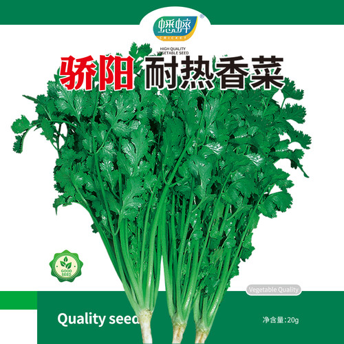 骄阳耐热香菜种子四季盆栽