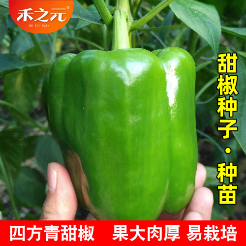 蔬菜高产盆栽五彩春季南方甜椒