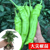 3 саженца перца + 1 пакетик корневых удобрений (добавьте воды, чтобы полить корни, чтобы быстрее замедлить рост рассады)