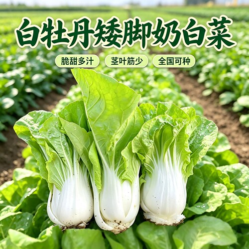 白牡丹矮脚白奶白菜种子