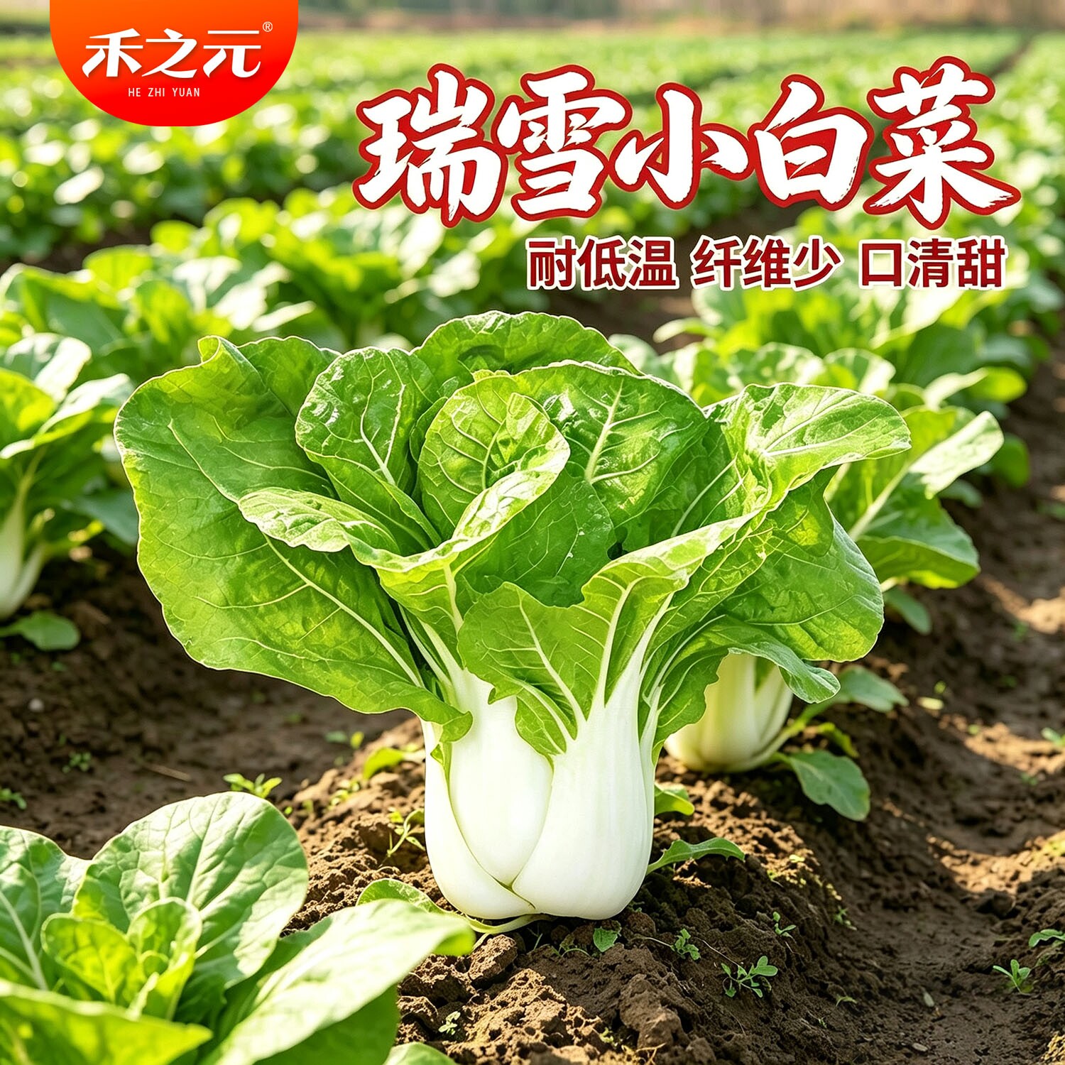 矮脚白菜种籽大全奶油小白菜籽四季快菜种籽鸡毛菜春秋冬季青菜种