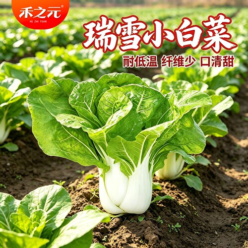 奶油小白菜大全鸡毛菜春秋冬季种