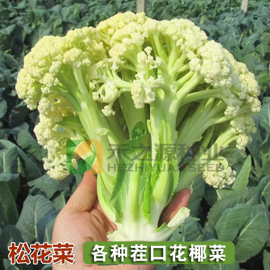 松花菜种子青梗花椰菜台湾花菜种籽大全春季四蔬菜孑菜苗禾之元-封面