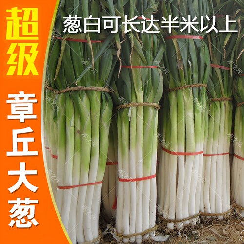 禾之元山东章丘大葱种子正宗铁杆葱春秋冬四季蔬菜种籽大全老品种 - 封面