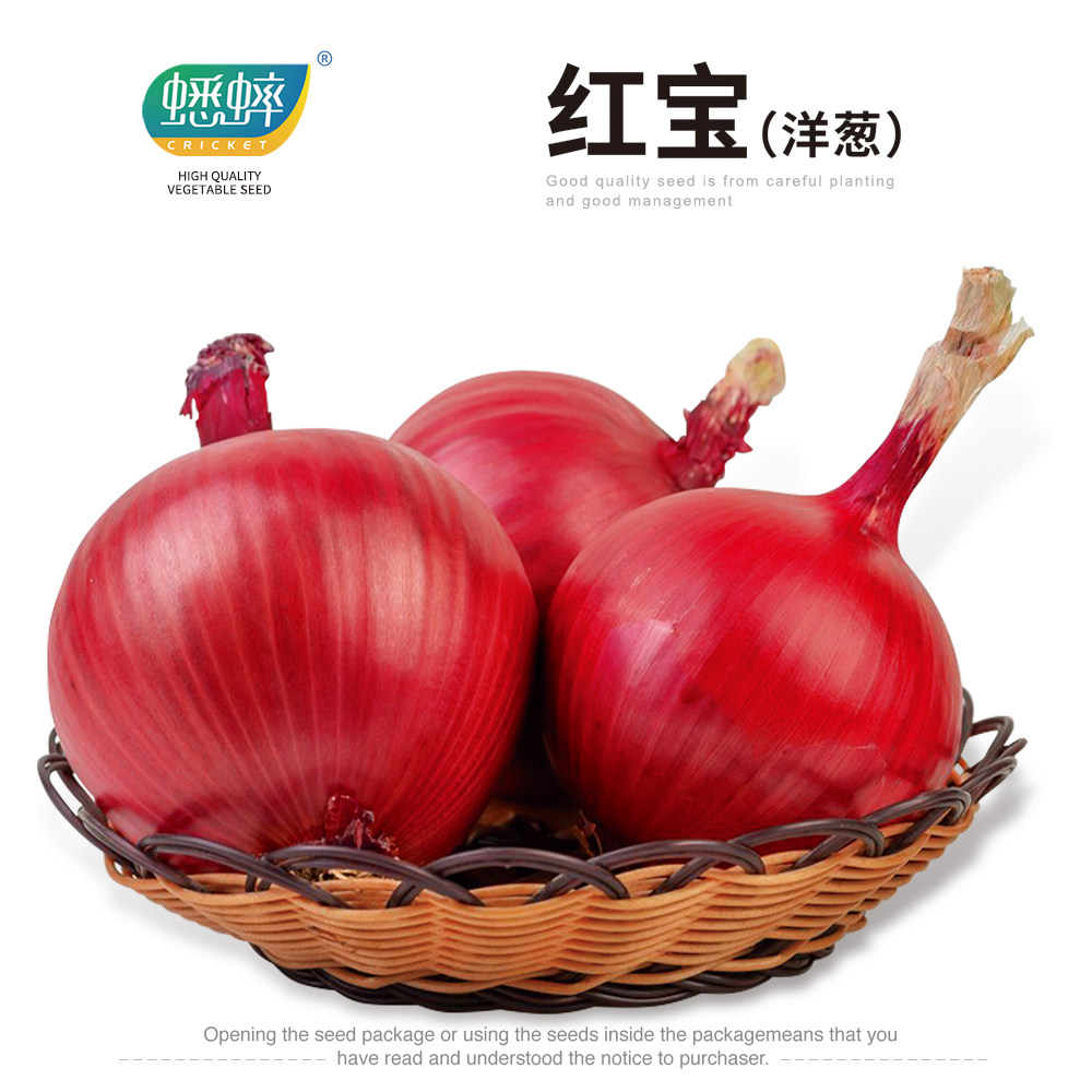 红宝洋葱种子紫皮圆葱种籽秋冬季蔬菜葱籽秋季四季蔬菜籽洋葱种孑