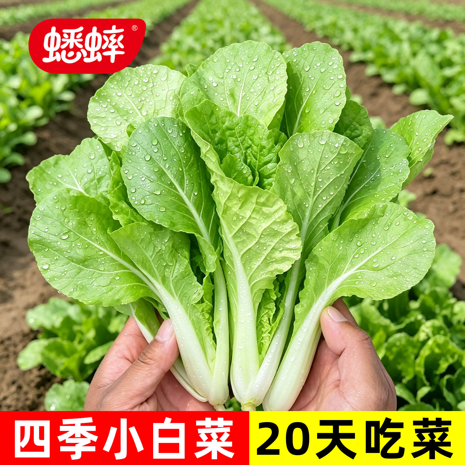 小白菜籽毛白菜娃娃鸡毛菜正宗小青菜蔬菜大全春季夏秋冬四季种子