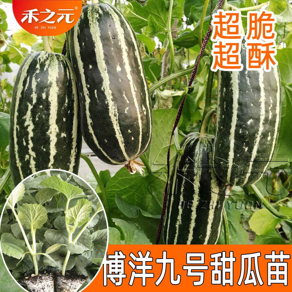 飞天九号甜瓜种子正品洋香瓜甜瓜种籽春季季大全羊角蜜蔬菜种博洋
