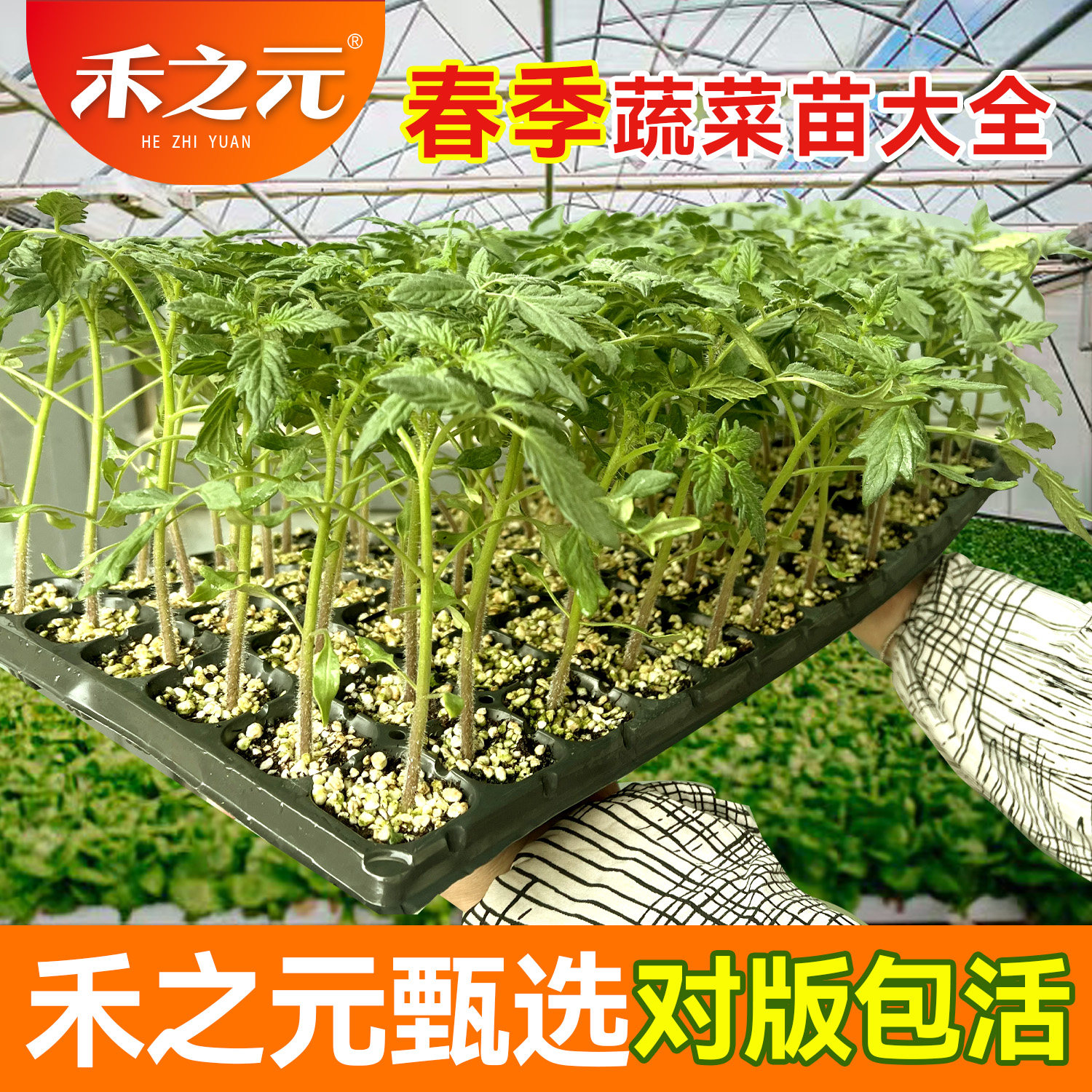 春季蔬菜苗大全辣椒番茄苦瓜丝瓜西瓜茄子秧苗幼苗阳台四季种