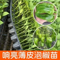 Три саженцев из тонкого перца+1 мешок удобрений (полив корней, быстрее замедляет саженцы)