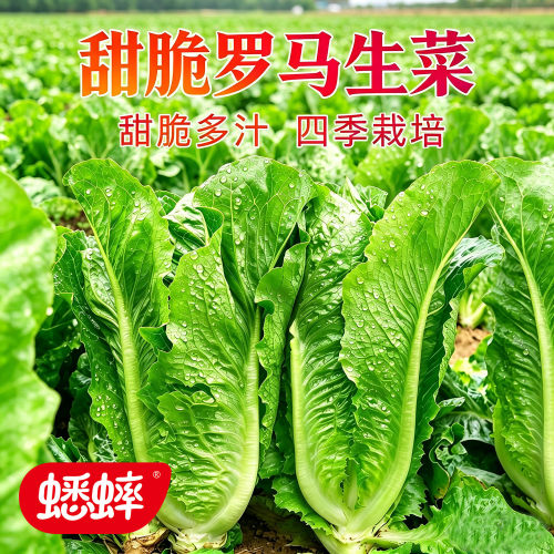 四季播甜脆罗马王子生菜种子
