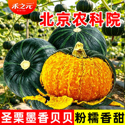 贝贝板栗南瓜大棚四季农科院种籽