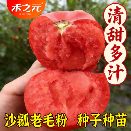 粉丽人春季毛粉番茄种子西红柿老品种苗秧籽盆栽四季水果蔬菜苗