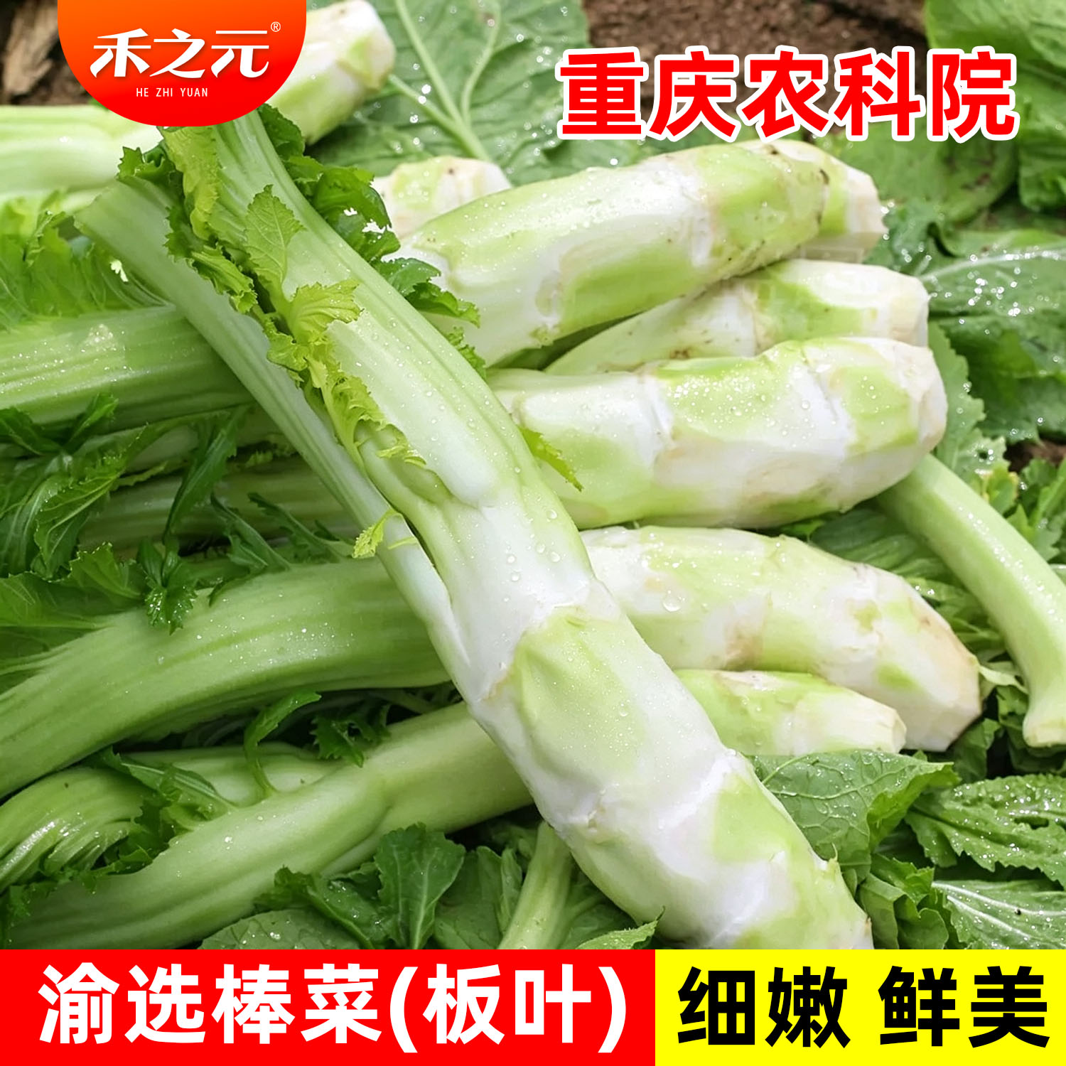 四川棒菜种子芥菜花叶多汁图片