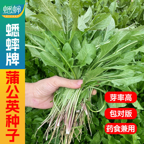 蒲公英种子四季婆婆丁种籽春夏秋冬季野菜药盆栽蔬菜青菜种孑大全