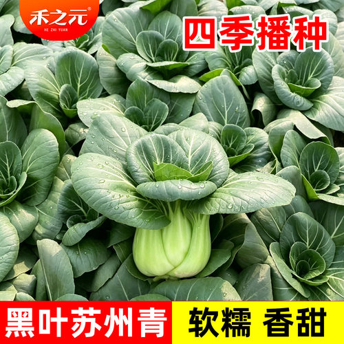 农家苏州蔬菜籽秋冬季种孑上海青