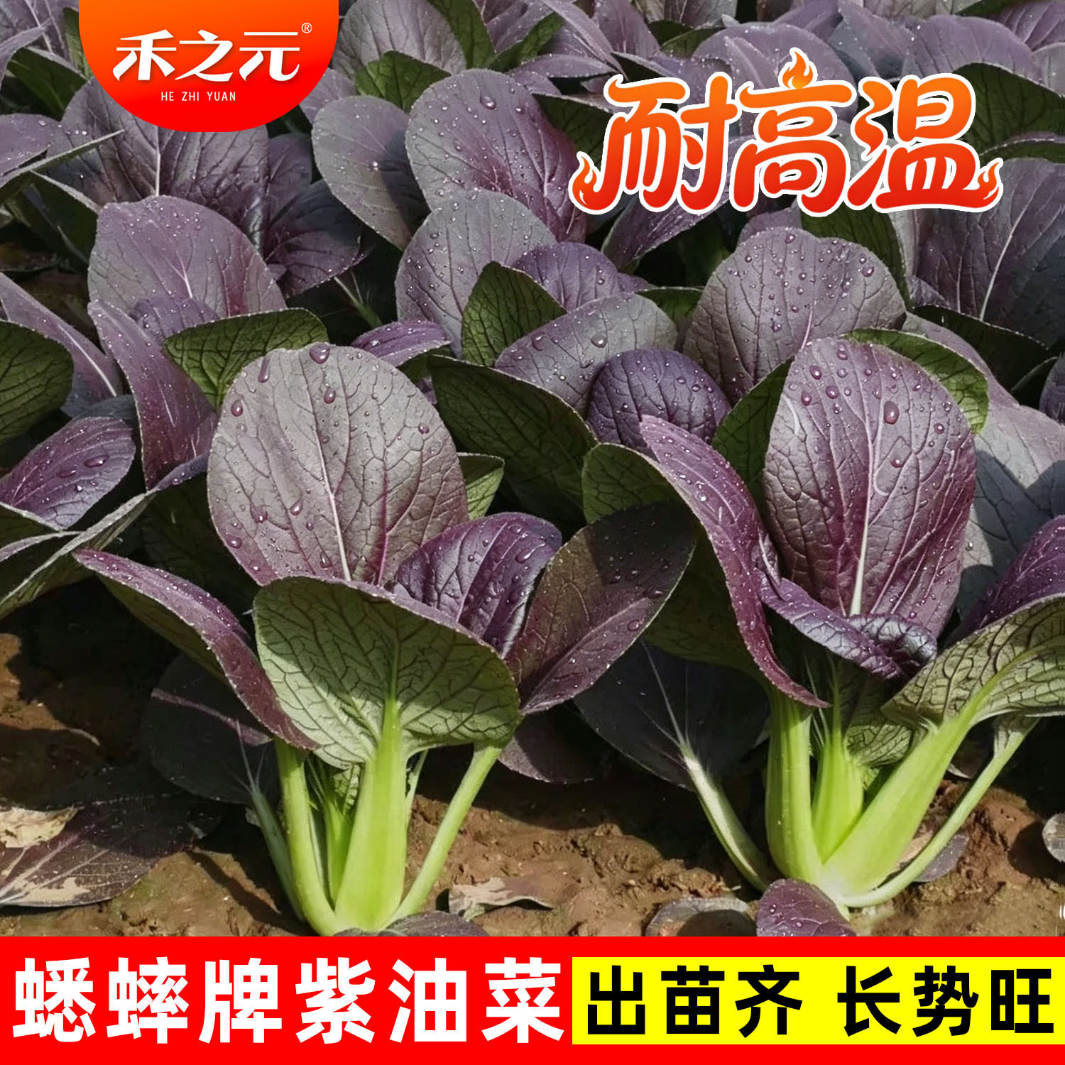 紫油菜种子春夏季耐热蔬菜紫罗兰油菜籽四季阳台鸡毛菜小白菜种籽