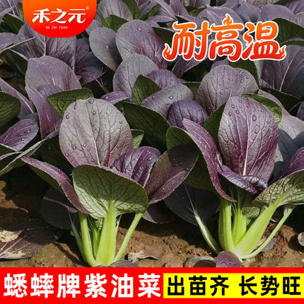 紫油菜种子春夏季耐热蔬菜紫罗兰油菜籽四季阳台鸡毛菜小白菜种籽