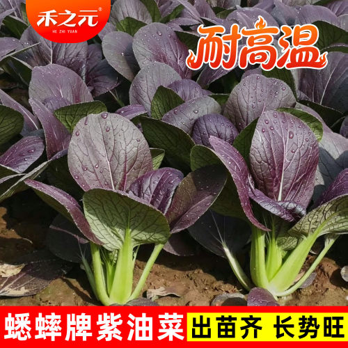 蔬菜紫油大全四季鸡毛菜