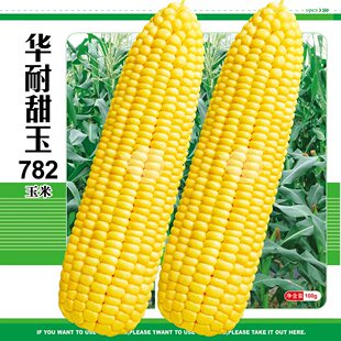 华耐甜玉782玉米种子超甜水果玉米四季 种籽生吃甜玉种孑审定 春季