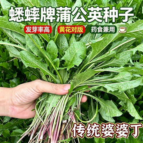 蒲公英种子种籽四季婆婆丁
