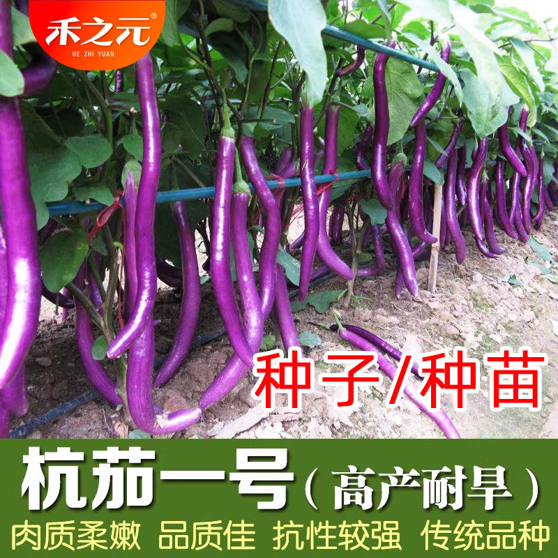 杭茄一号长茄种子茄子苗秧  秧苗线茄蔬菜种籽春季 茄子种子 茄苗