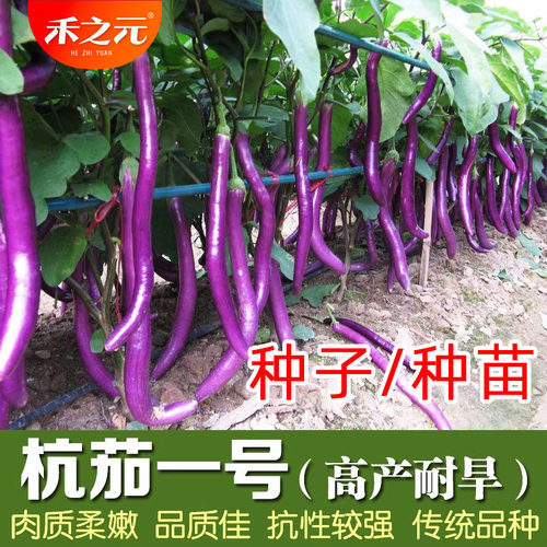 蔬菜种子春季杭茄一号