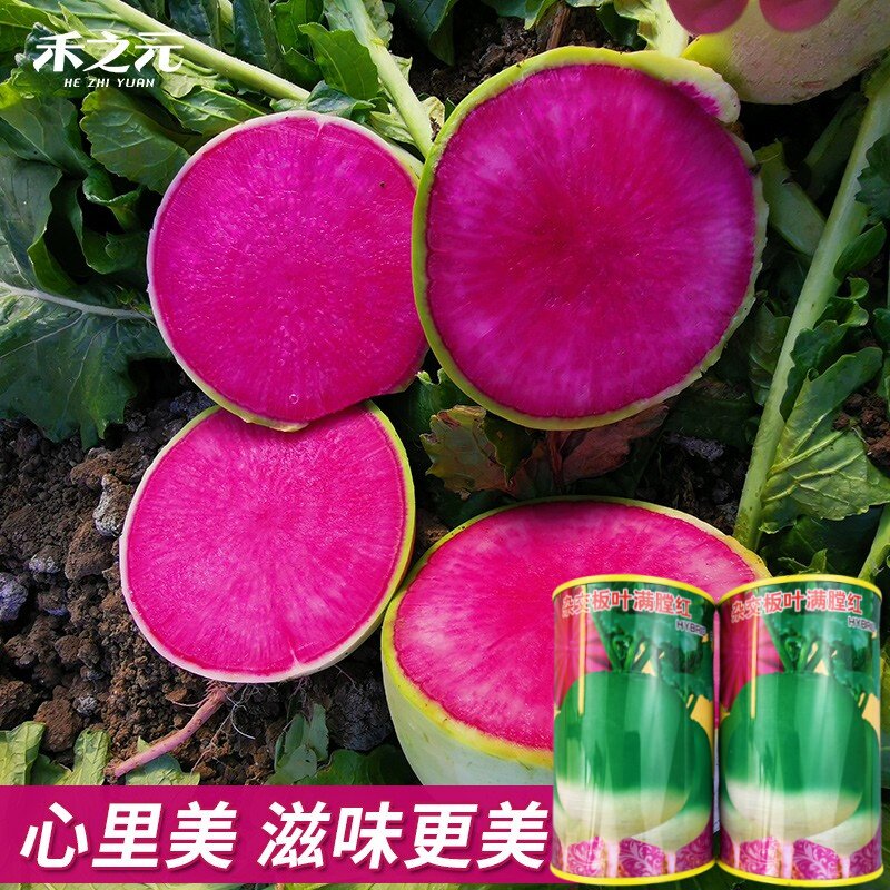 北京杂交心里美萝卜种子蔬菜满堂红种籽北方秋天种红心秋季种籽