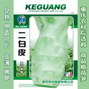 二白皮莴苣种籽香莴笋四季莴苣种子莴笋菜种籽种孑秋冬季菜农家蔬