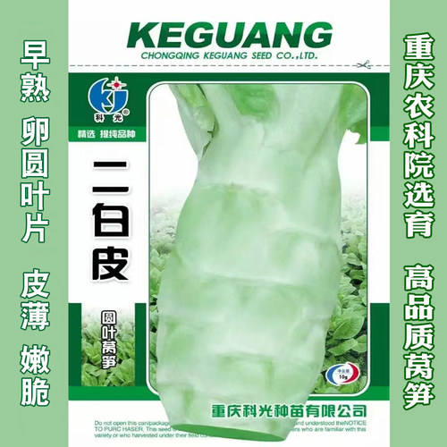 二白皮莴苣种籽早熟莴笋