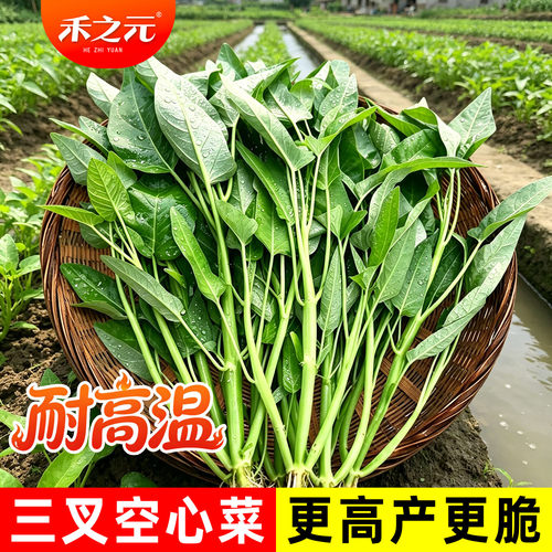 蔬菜三叉四季盆栽空心菜种子