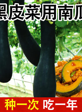 菜用南瓜种子吊瓜种籽