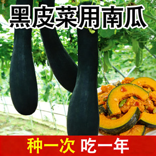 黑皮南瓜种子 吊瓜种籽 四季春季蔬菜 蜜本南瓜 菜用倭瓜籽禾之元