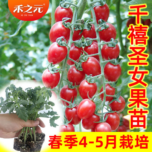 千禧番茄种子苗樱桃西红柿春季