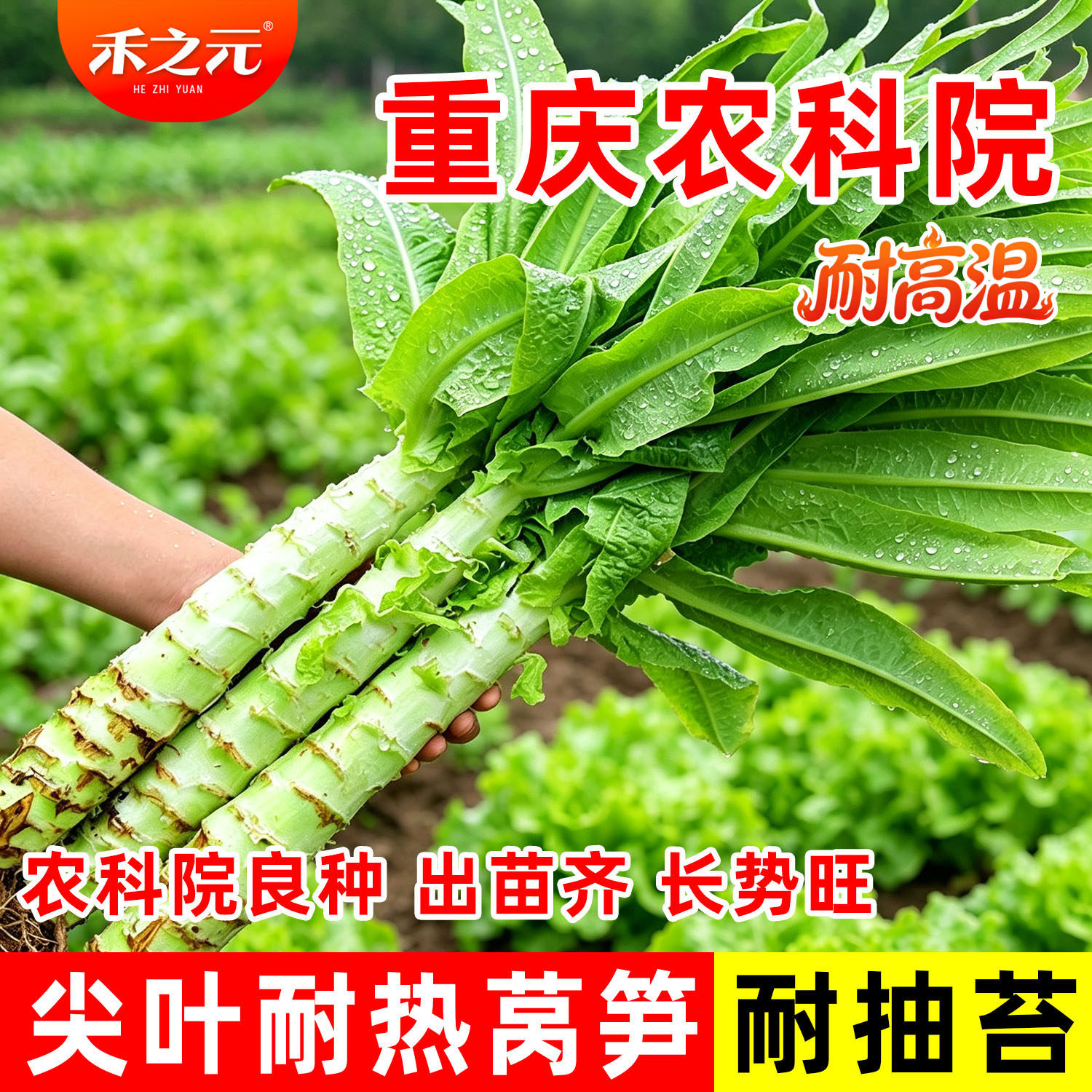 莴苣种籽香莴笋四季莴苣种子莴笋菜种籽种孑秋冬季菜苗大全农家蔬