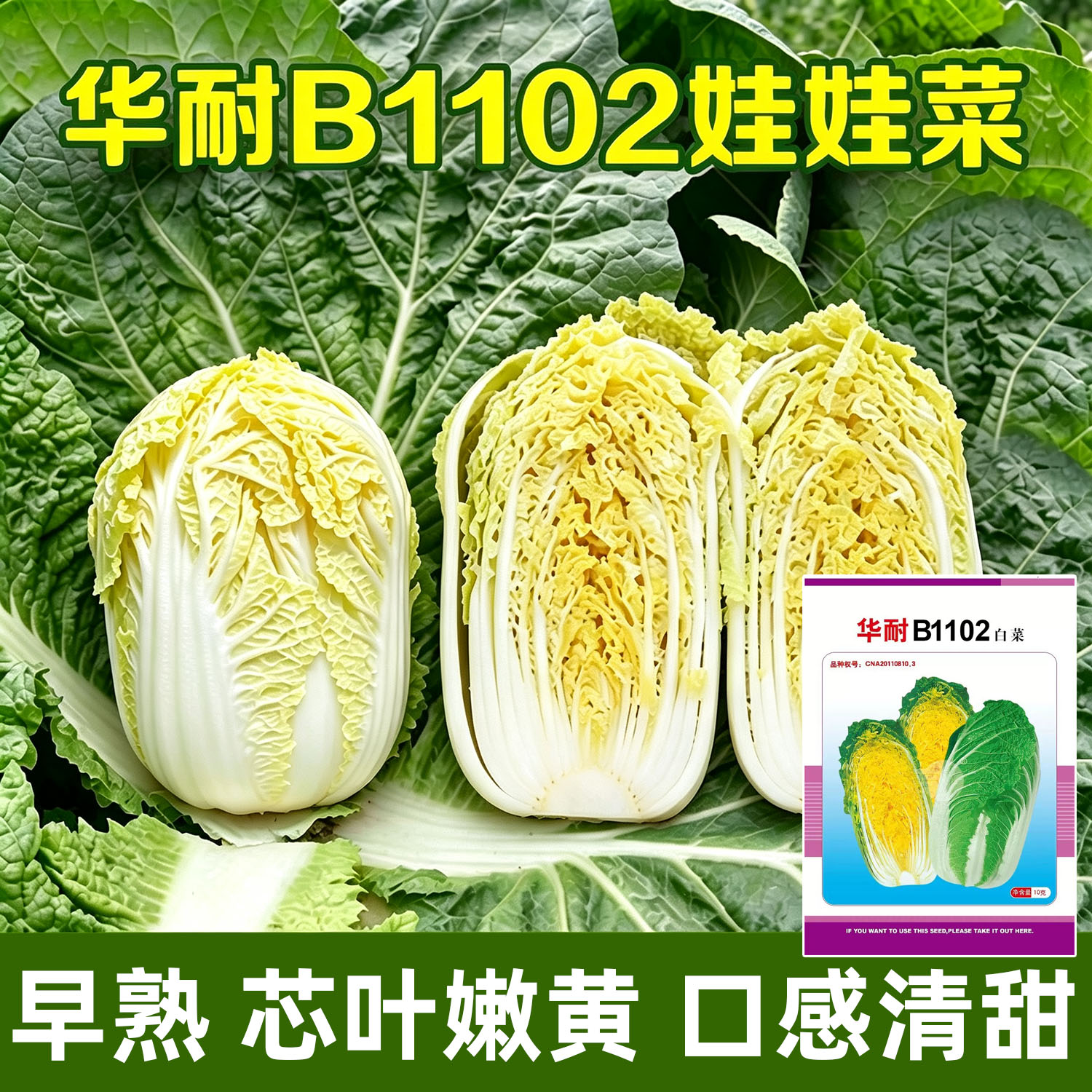 蔬菜四季娃娃菜娃娃菜种子菜籽图片