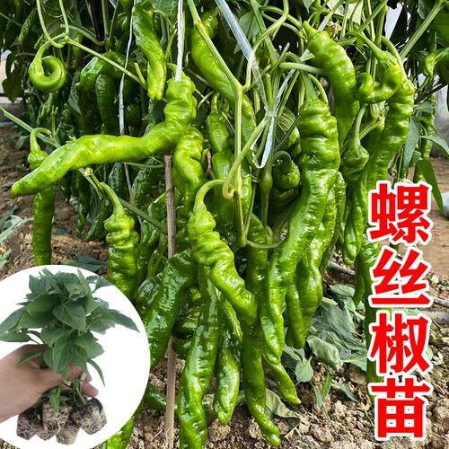 螺丝椒苗农家基地种苗