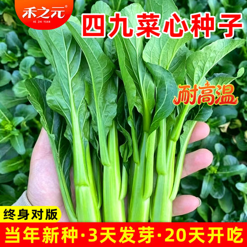 四九菜心种子秋冬季广东农家