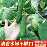 Компания Израиля Хезела Семя Стокгольм Огурец Семена Фрукты Семена огурца четыре сезона весны и осенние семена огурца