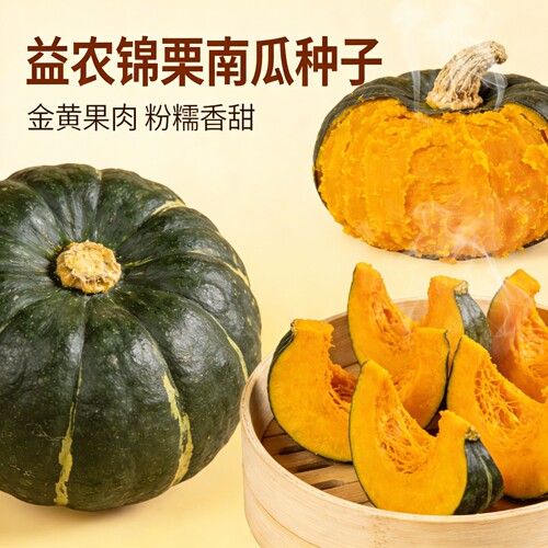 新疆板栗南瓜蔬菜种孑
