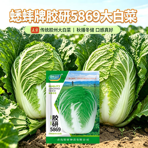 胶研5869大白菜种籽山东胶州白菜