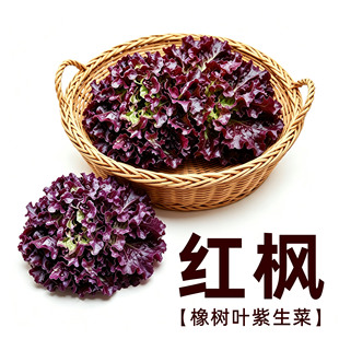 红枫生菜种子紫生菜蔬菜种籽四季盆栽阳台叶菜春夏秋冬季耐寒青菜
