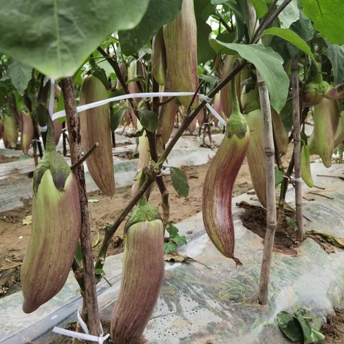渝竹丝茄881茄子种籽长茄籽